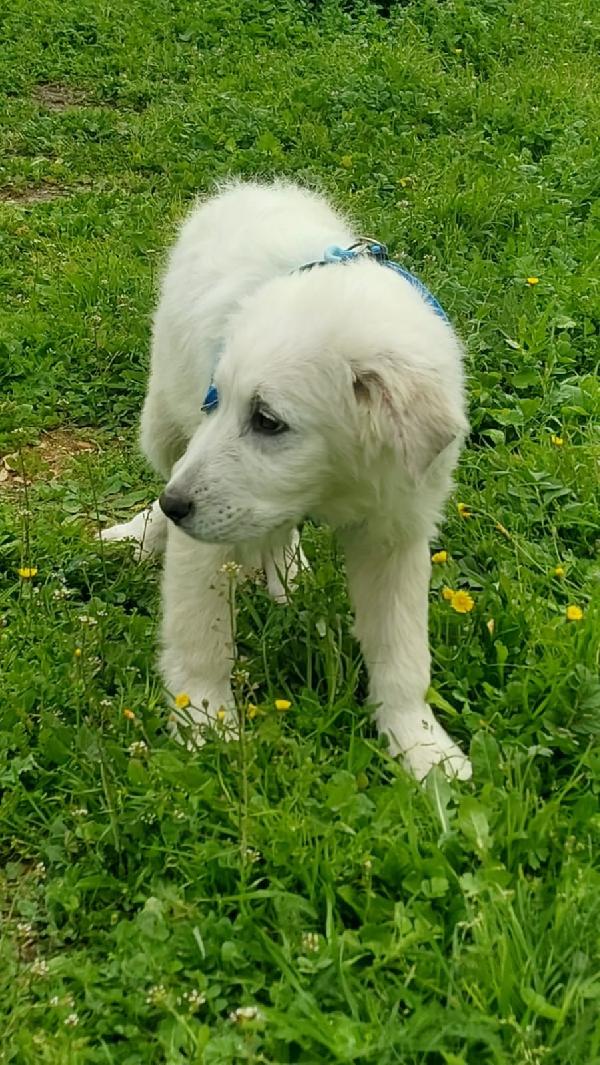 SISMA mix maremmano in adozione Foto 6